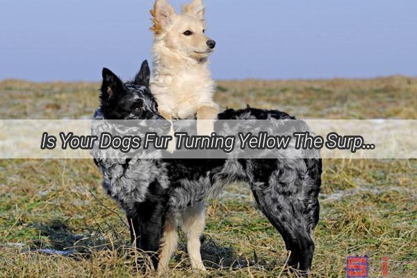 Is Your Dogs Fur Turning Yellow The Surprising Role of Hot Air and What You Can Do About It